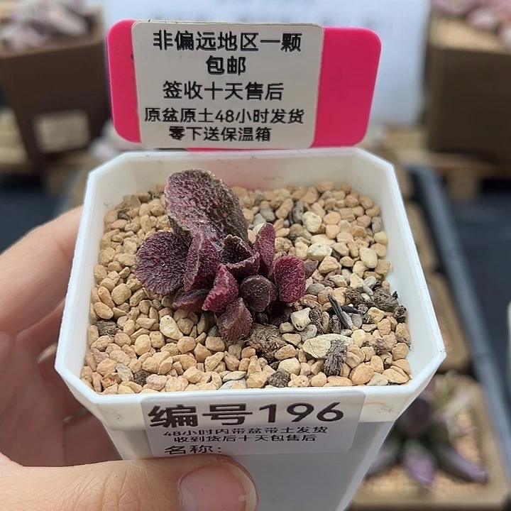 ?****?196火凤凰多肉植物