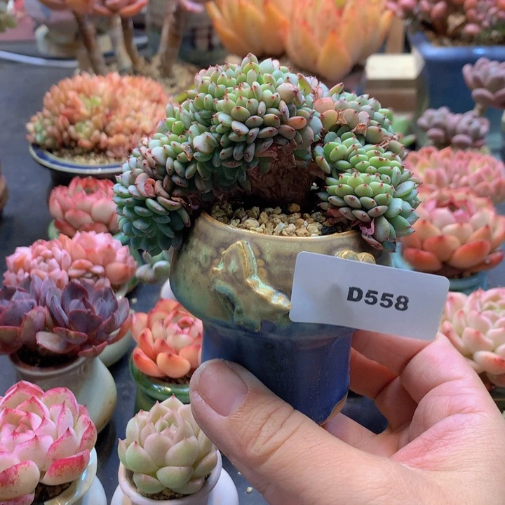 一物一拍含盆土满38包邮D558