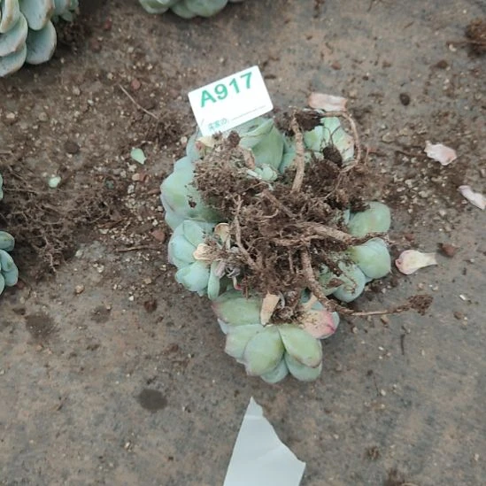 哈哈哈哈哈哈哈917