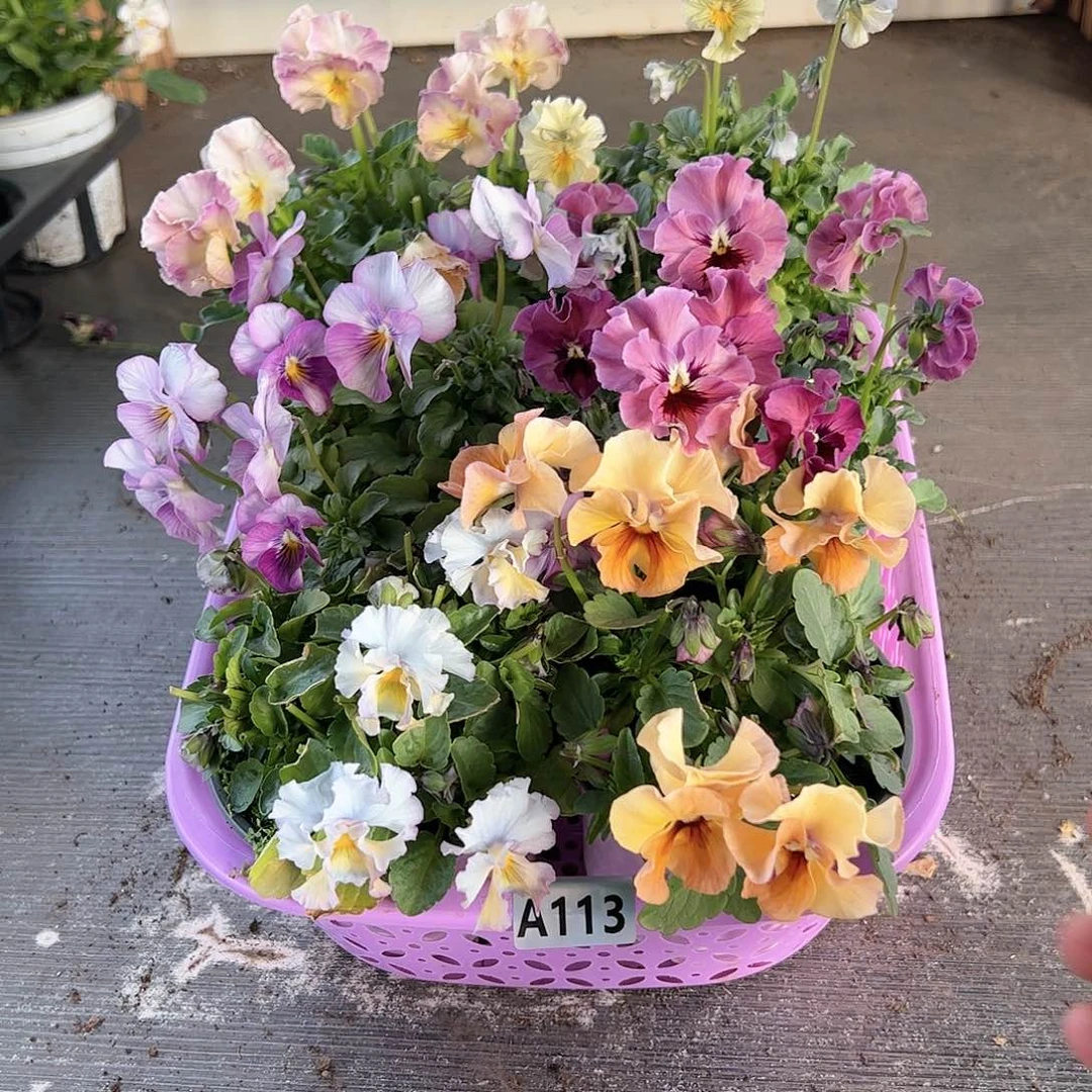 【闪购商品】113号