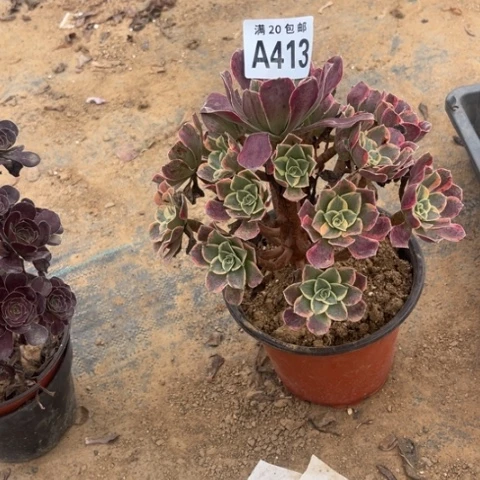 413金丝雀不包断枝