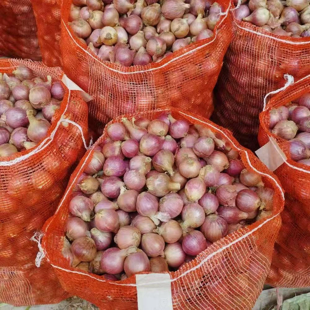 迷你小洋葱2025新上市正宗小葱头单粒圆葱珠干香葱头红葱头毛葱