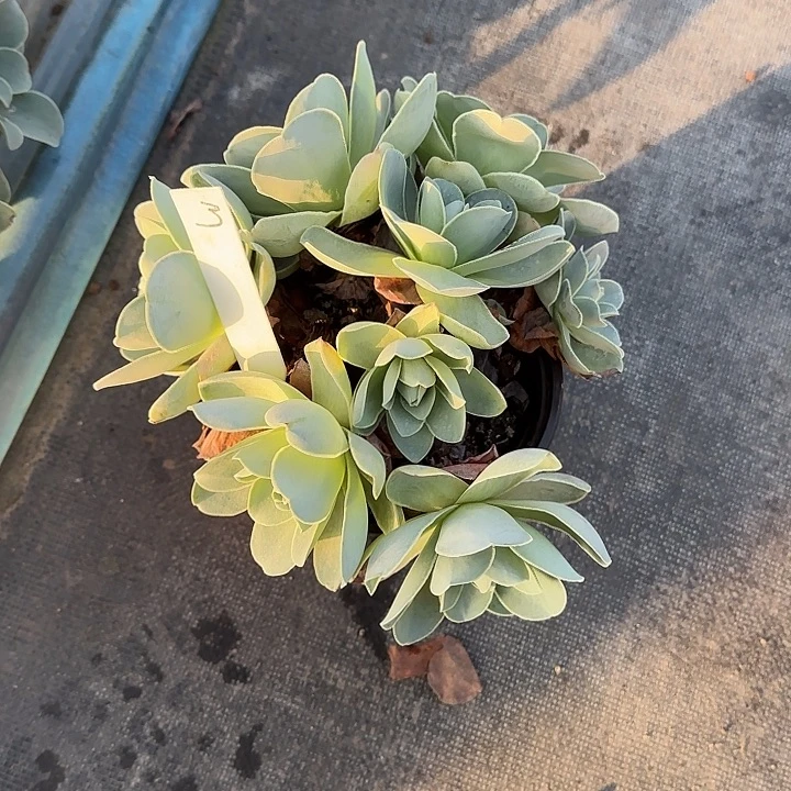 山地玫瑰一物一拍，脱土发，3号，不包断侧芽