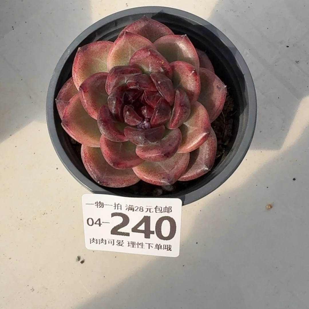 重庆森林无盆土发货无盆