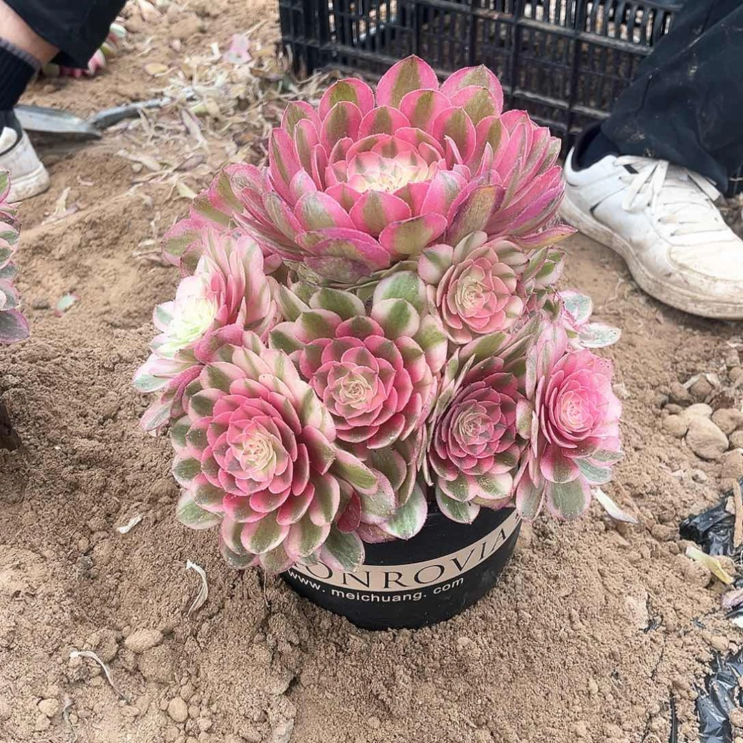 100法师植物清城