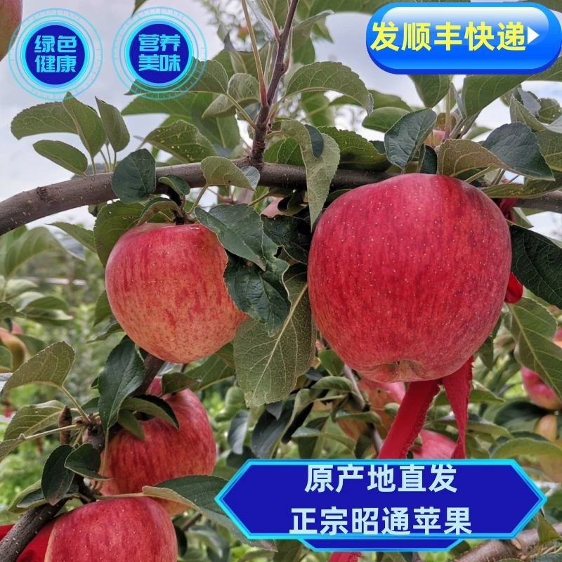 (发顺丰)当季新鲜水果原产地云南昭通苹果优选红露苹果