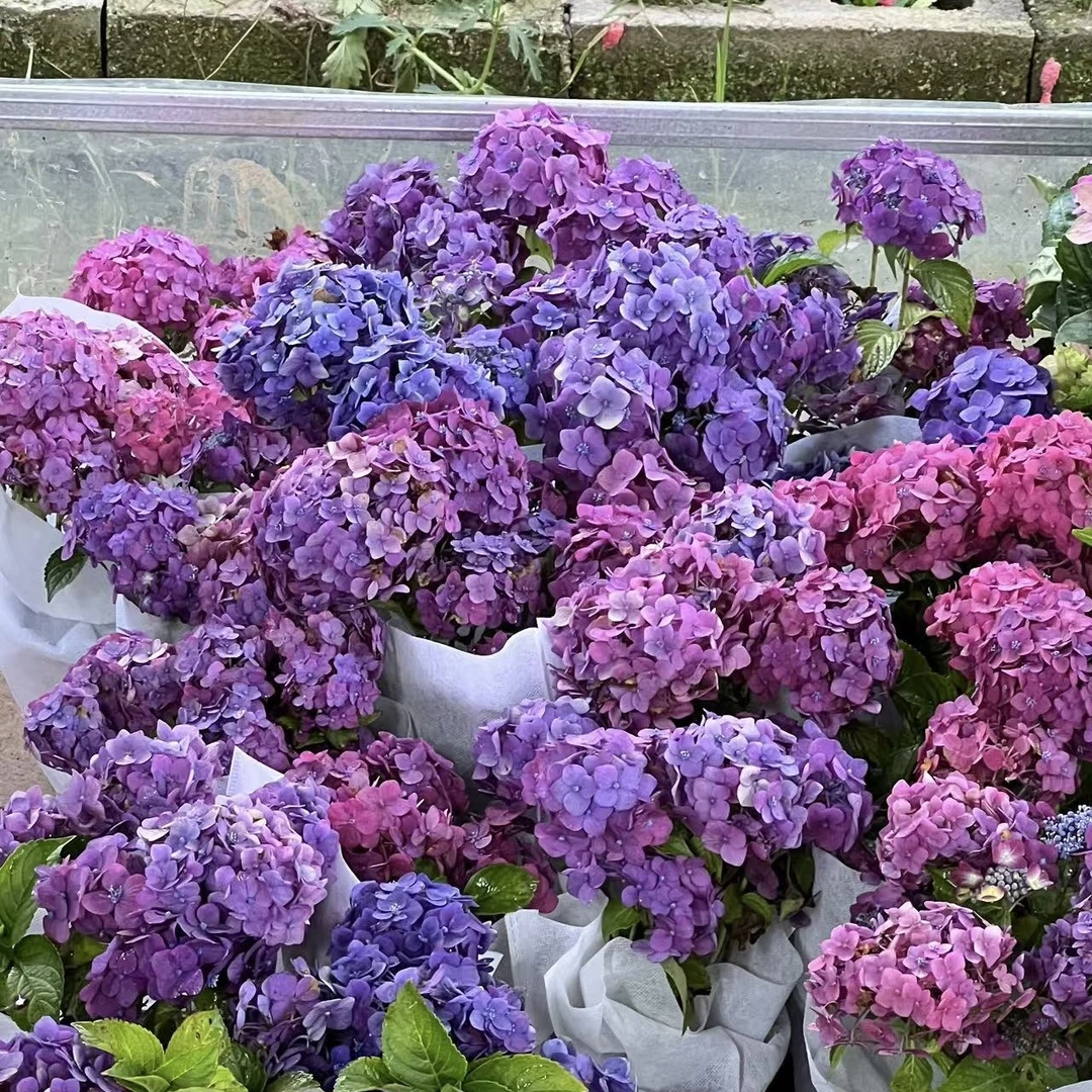 【红色无尽夏】绣球花盆栽庭院阳台新手易养护喜水植物