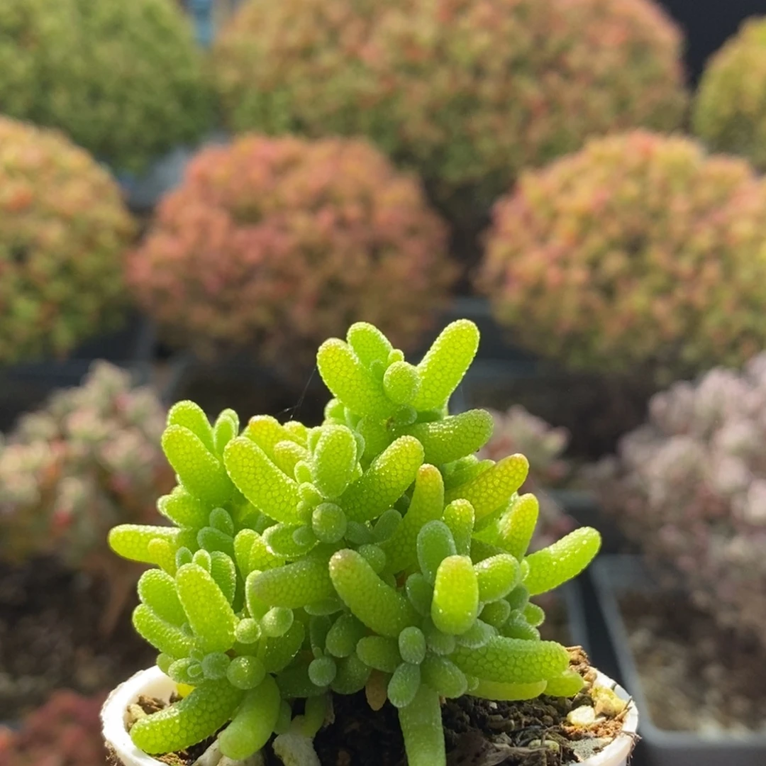 一***蜜橘糖球3154枝干番杏