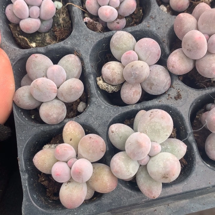 桃花奶4颗  樱花奶4颗 （不满9.99发空盆冷地区不拍保温扣3.9多肉