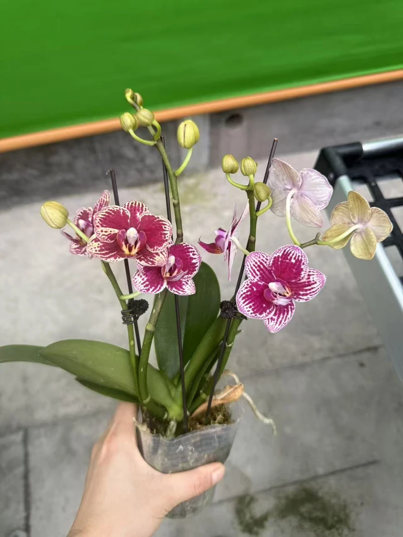 单梗可乐蝴蝶兰。单颗带瑕疵