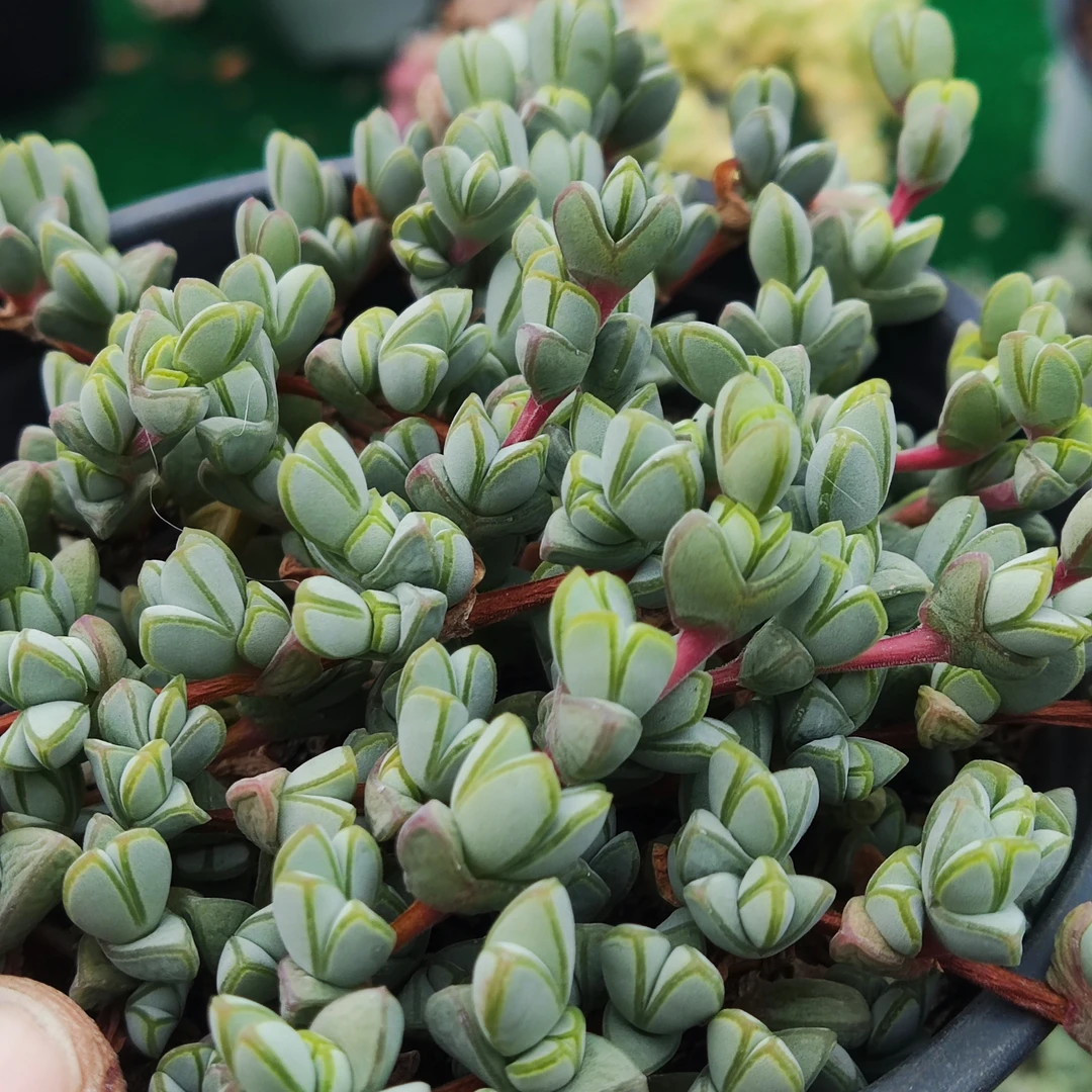 【新疆包邮］碧玉莲 心形叶片特别可爱 12厘米盆带盆发货