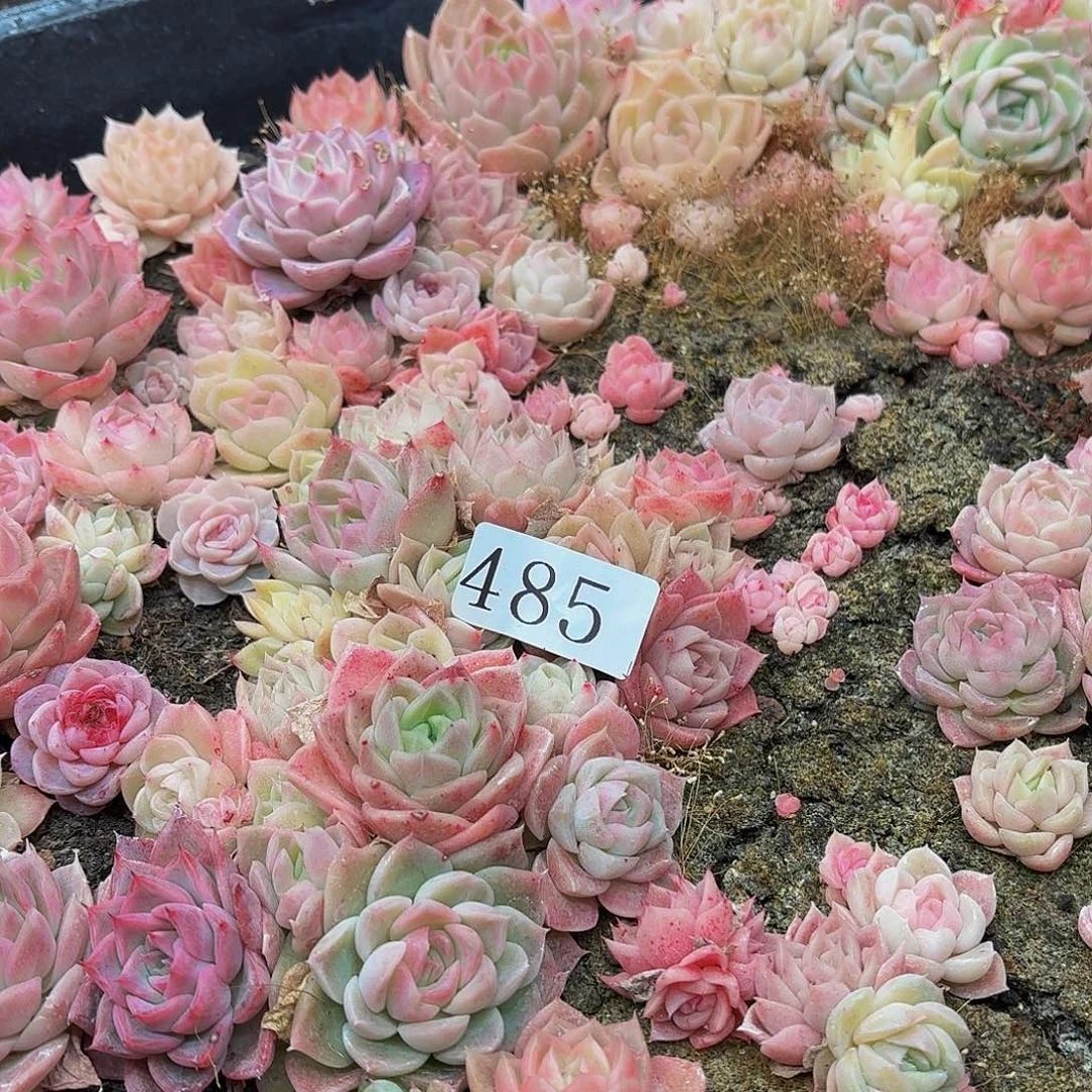 多肉植物多肉植物485