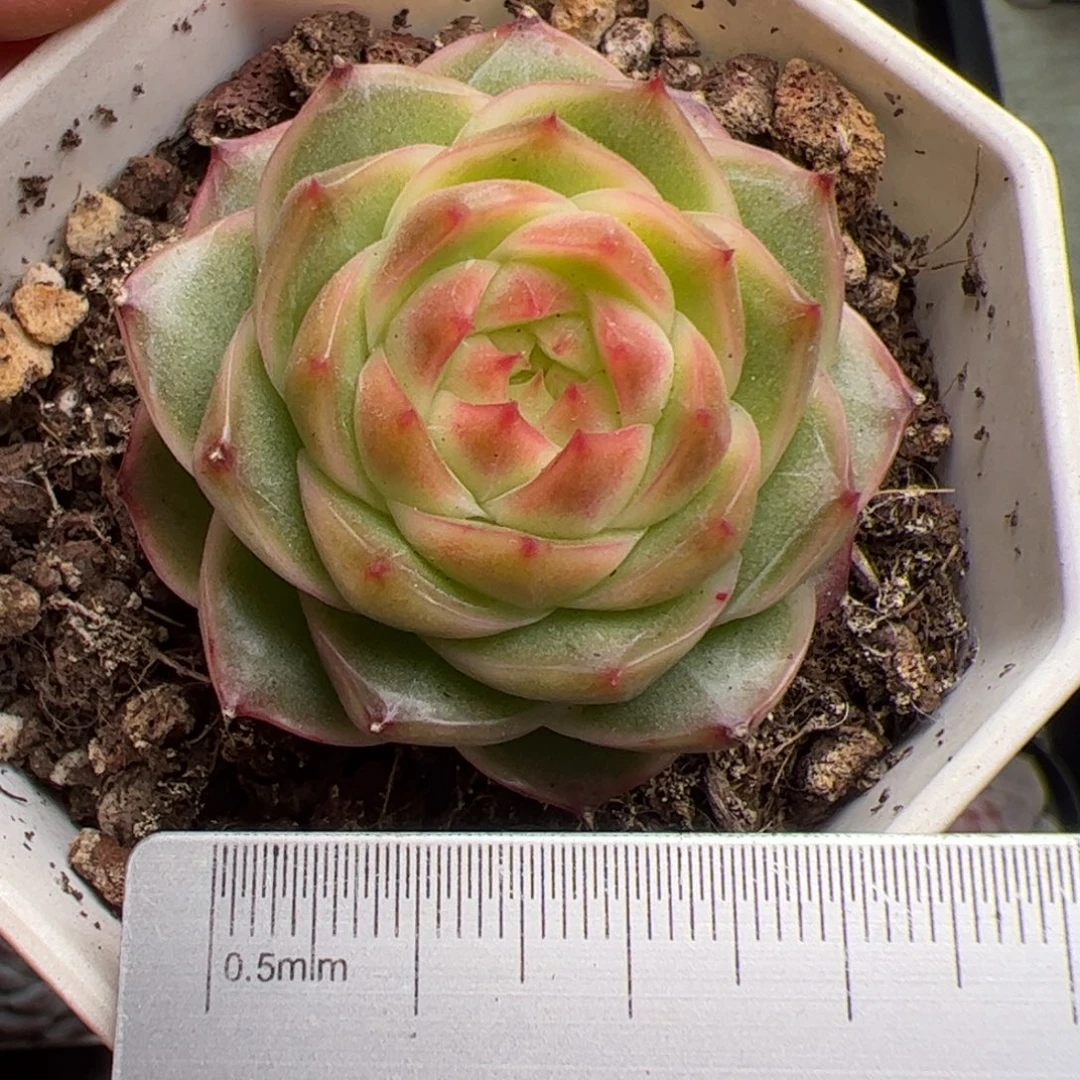 246 多肉植物组合盆栽