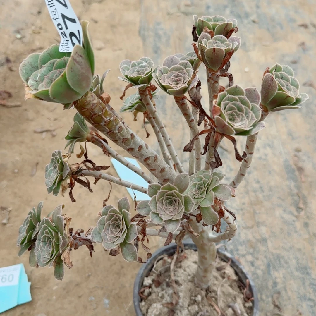 绿豆274满20包邮断枝不包