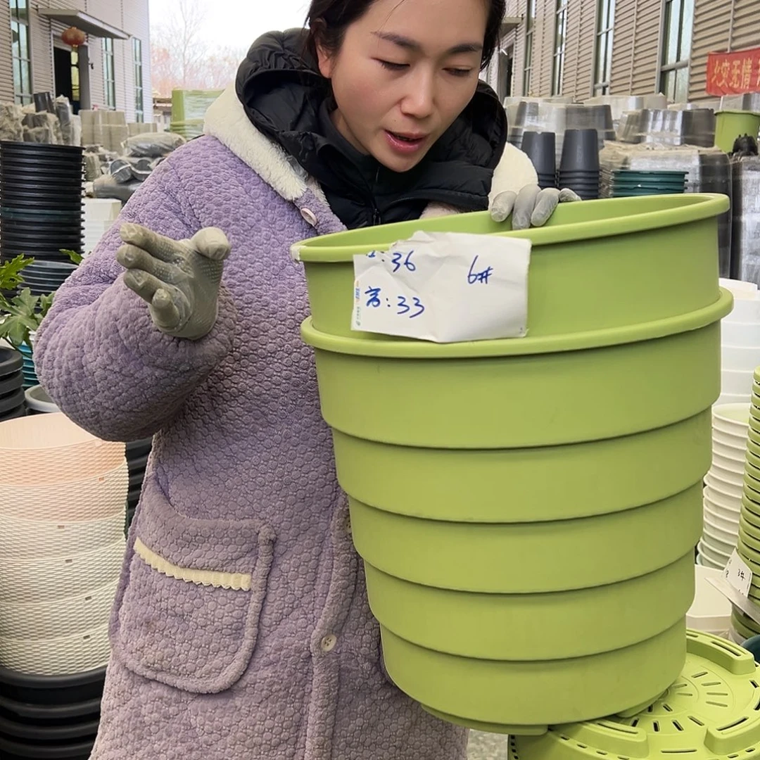 多孔盆6#果绿3个无托