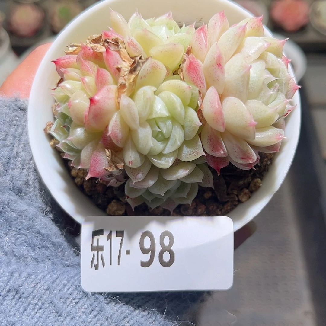 木乐17-98麦秆群不包整