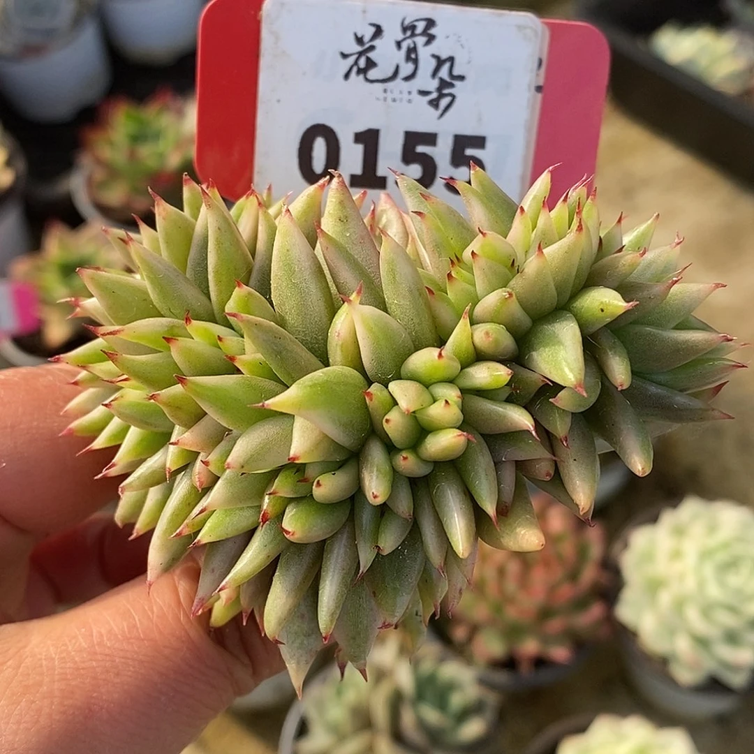 155缀化头盖哈哈哈哈哈哈