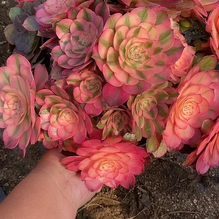 多肉植物荔枝007多肉