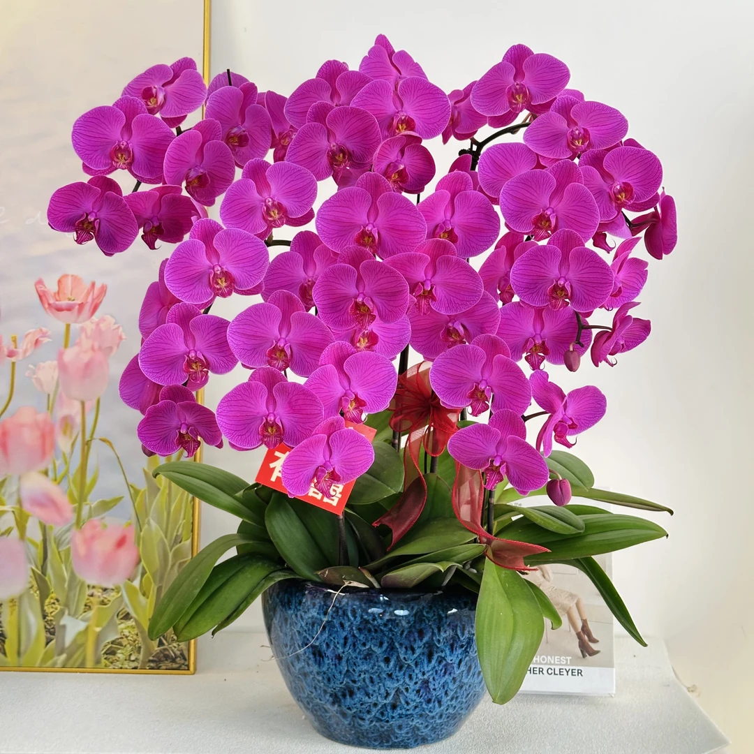 妗画【紫罗兰】蝴蝶兰鲜花精致组盆 开花株 室内绿植