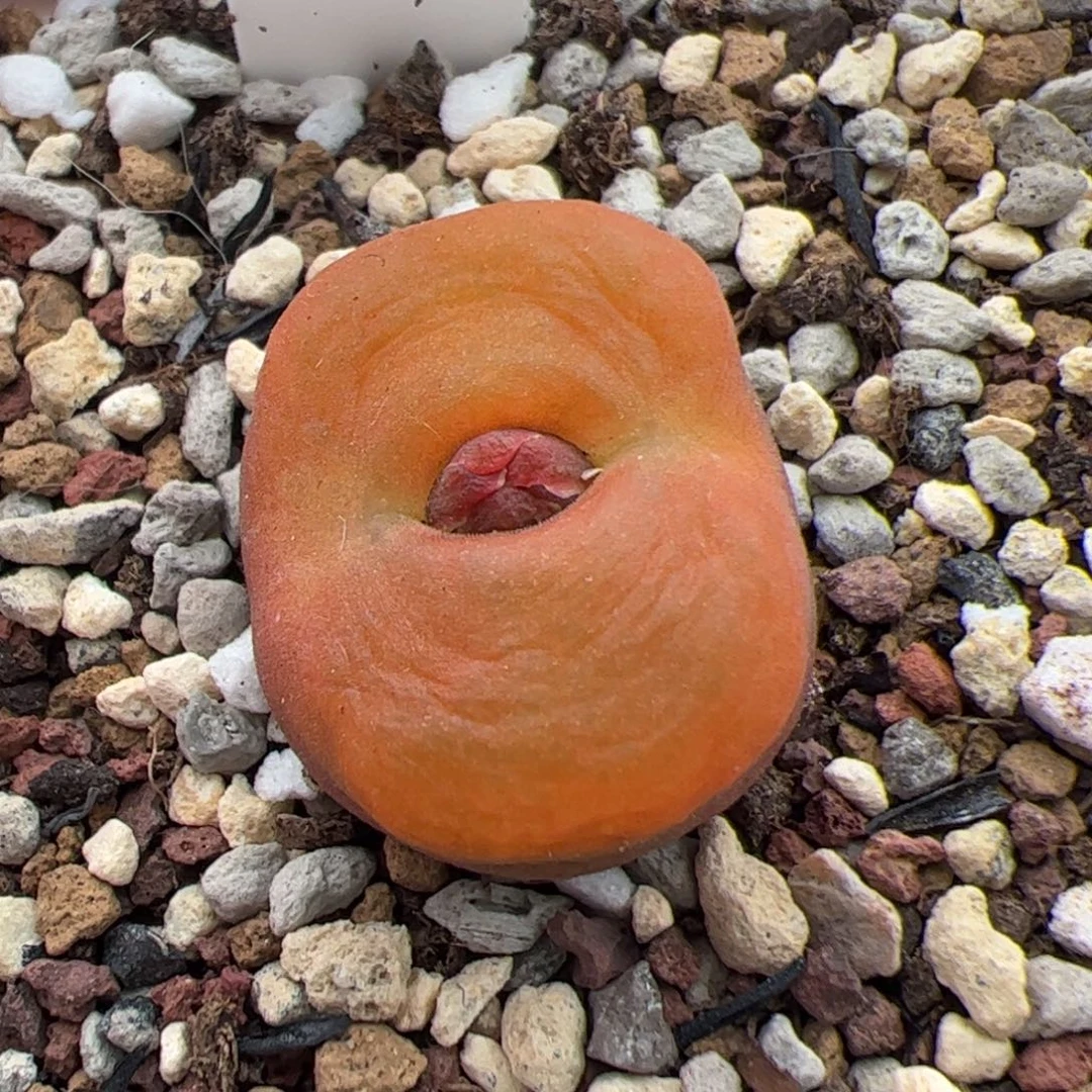 0181号蟠桃 多肉植物