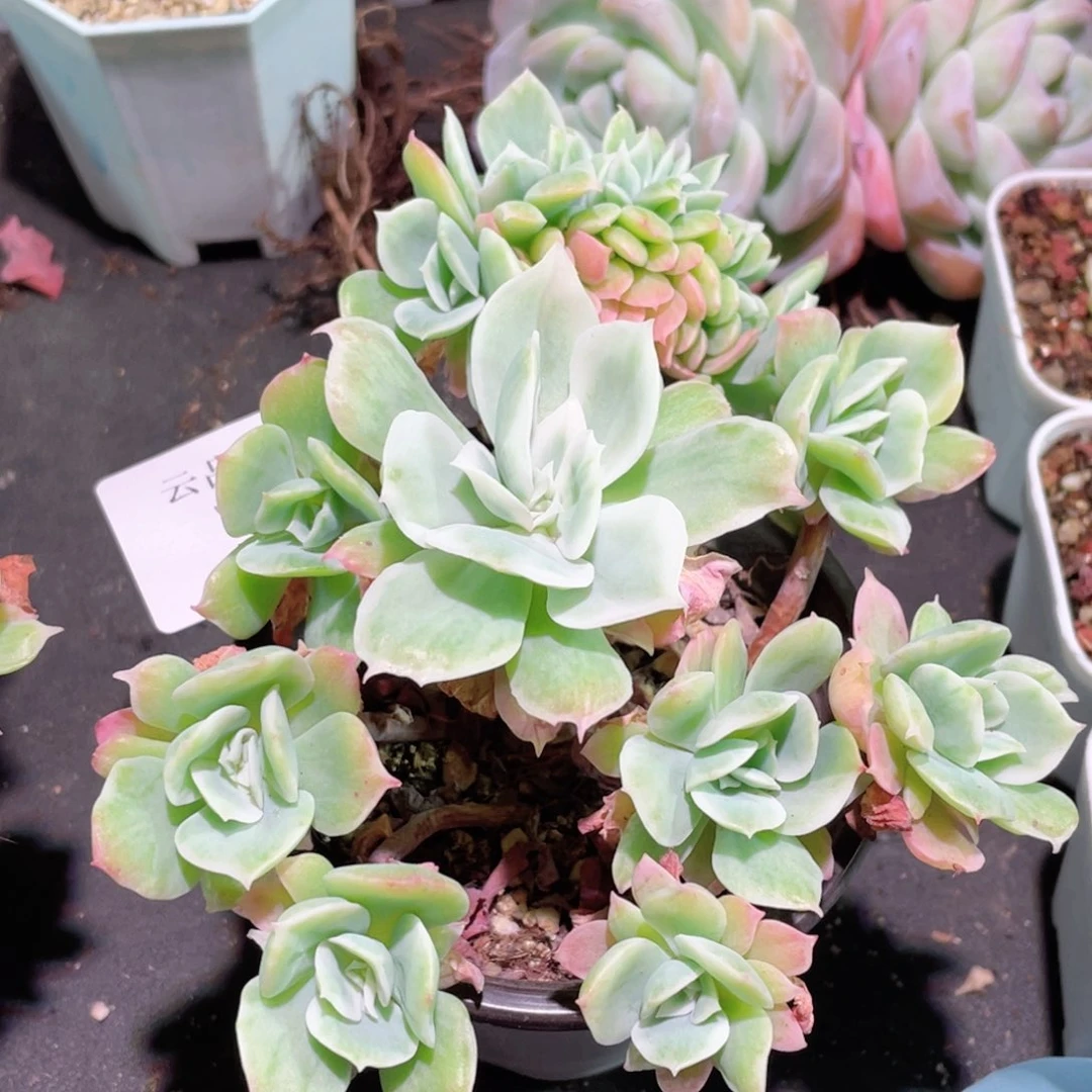 司*6号糖心冰心珍妮