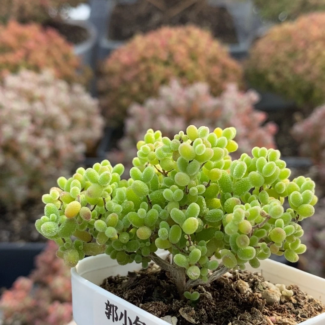 蜜橘糖球5449枝干番杏