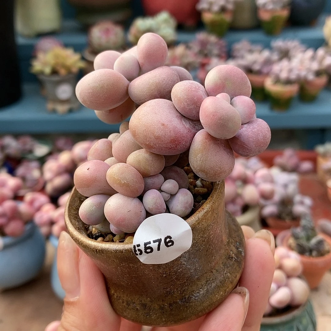 5576糖果腰子蛋带盆土