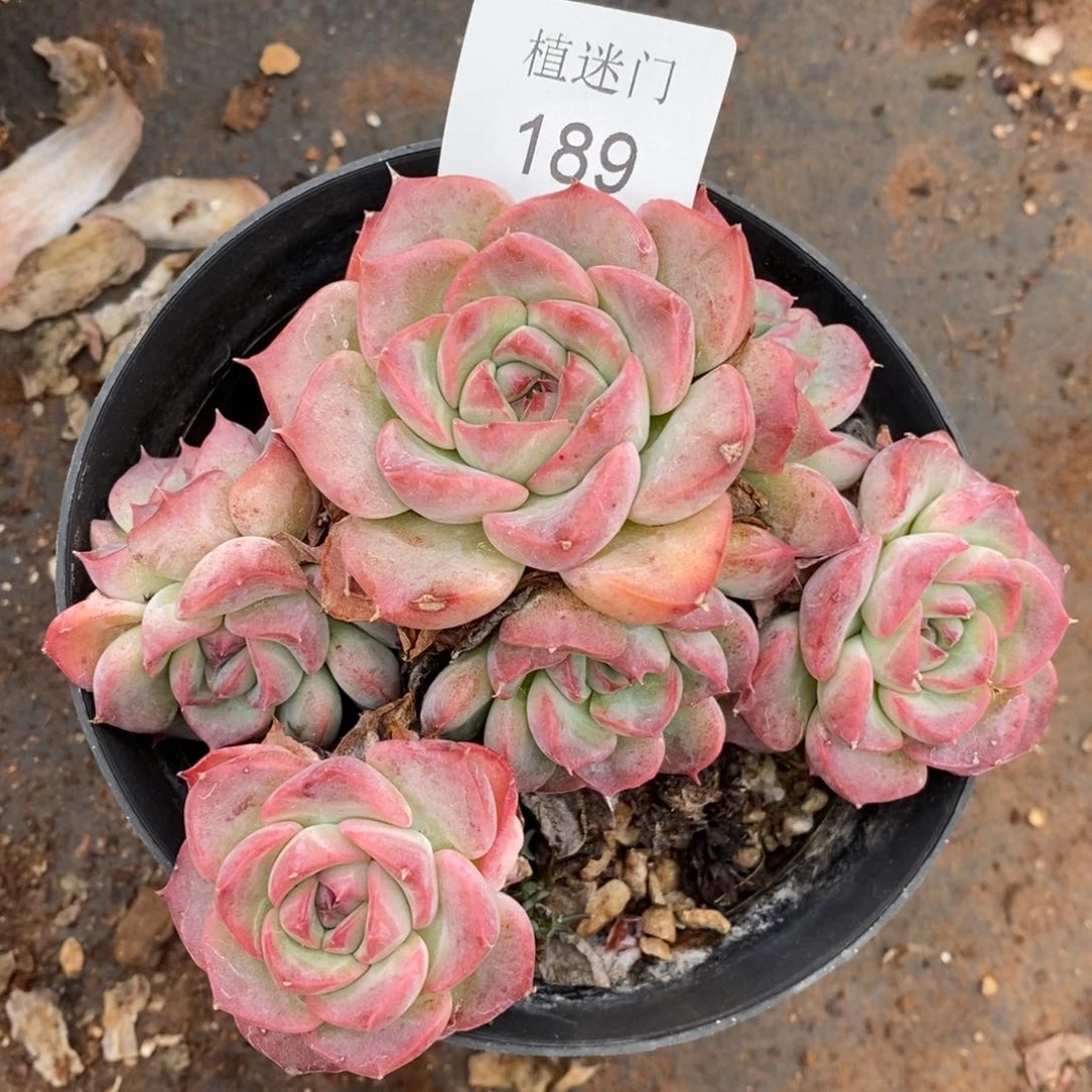 Z****霞杂交精品多肉189