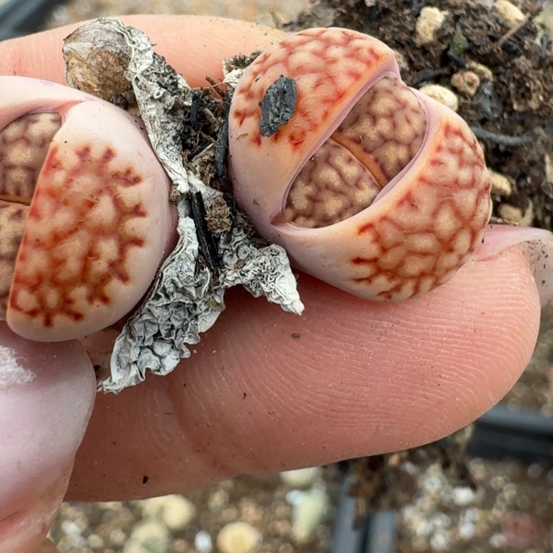 399双头00000000000