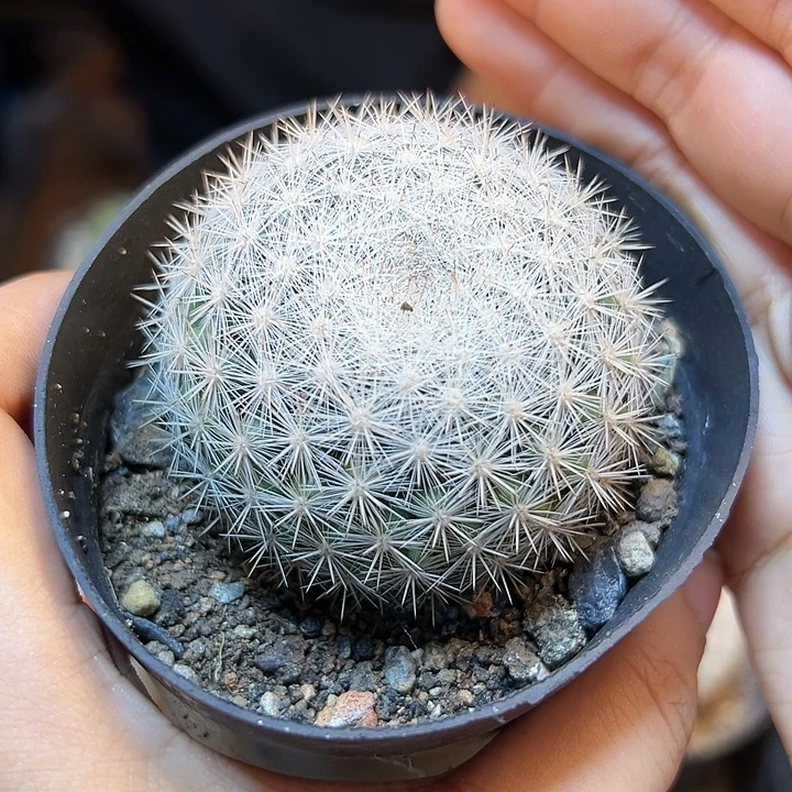 实生满月6公分1颗