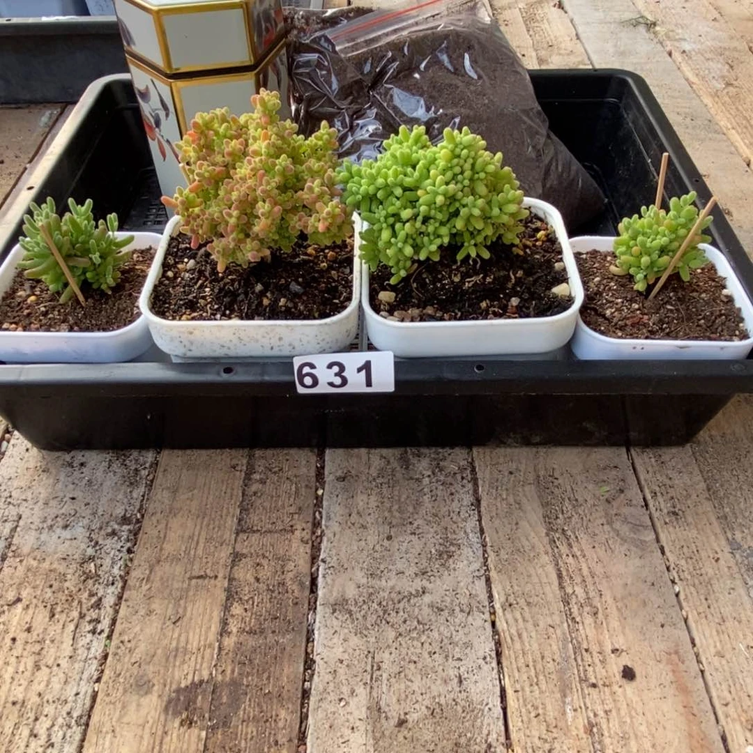 枝干番杏多肉植物631