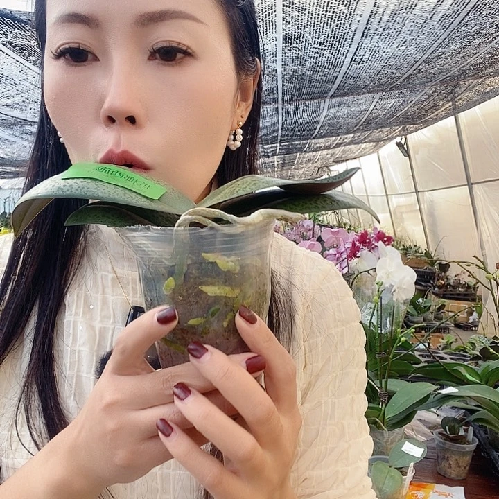 无花朵槟郎西施蝴蝶兰