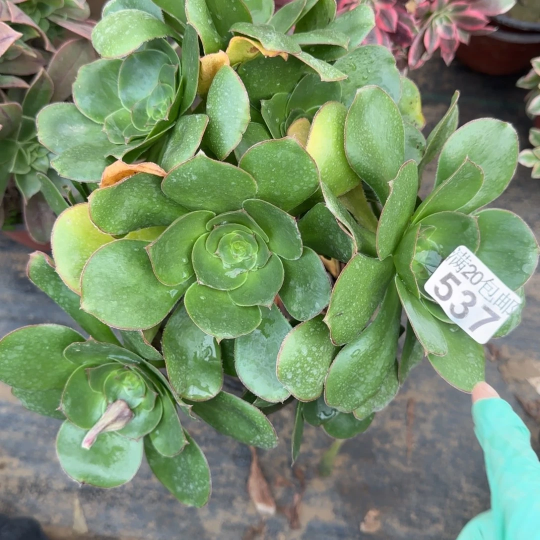 艳姿537满20包邮断枝不包