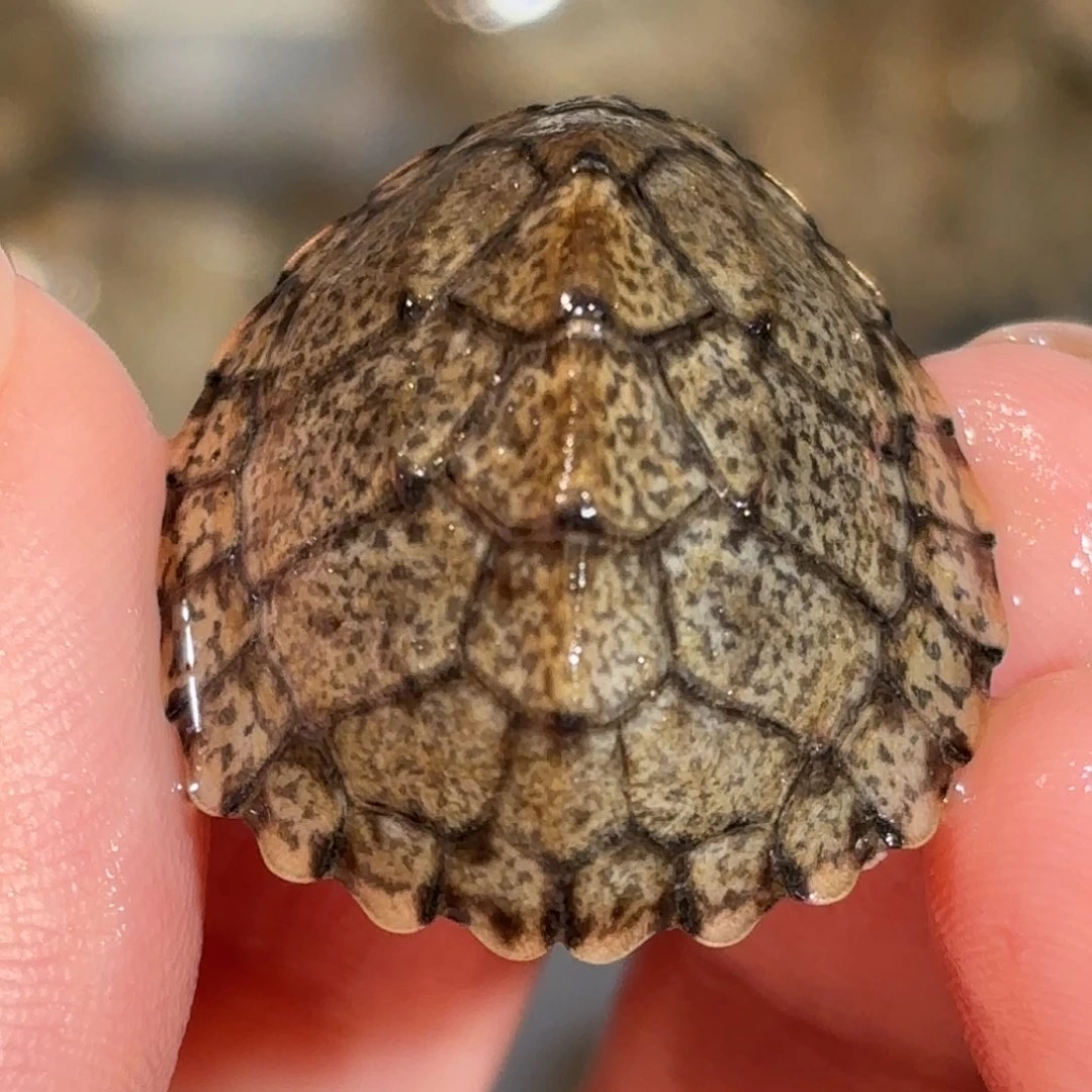 宠物龟不分公母微微歪甲粗满文黑刀