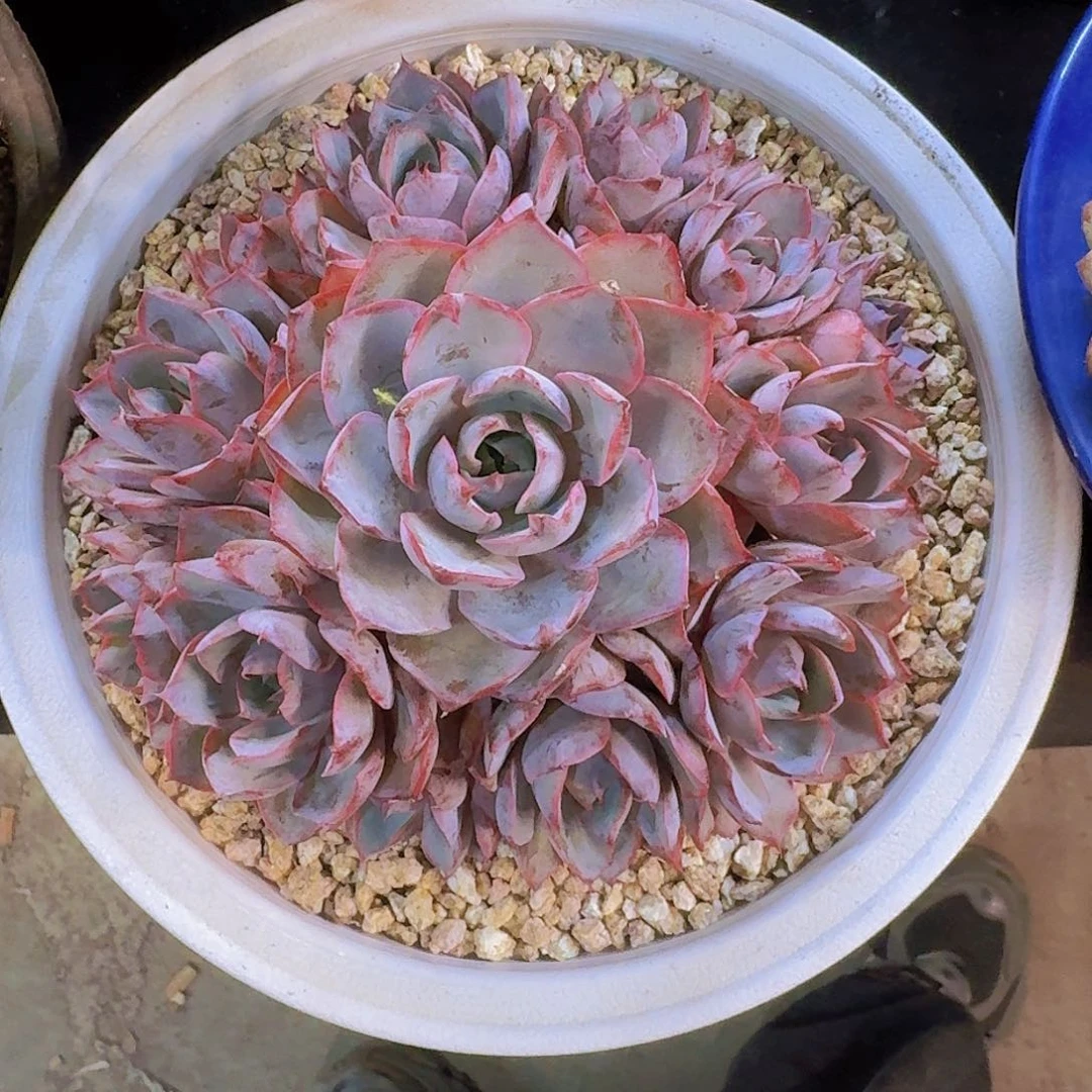 完美捧花赫拉多肉一物一拍