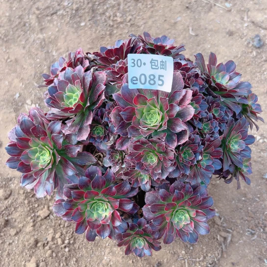 085安娜多肉法师