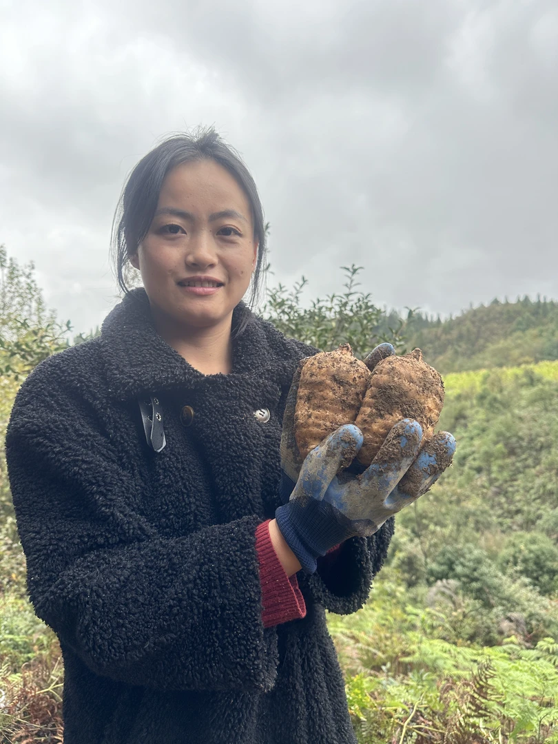 （新鲜天麻）正宗云南小草坝高山乌天麻/现挖现发/顺丰包邮