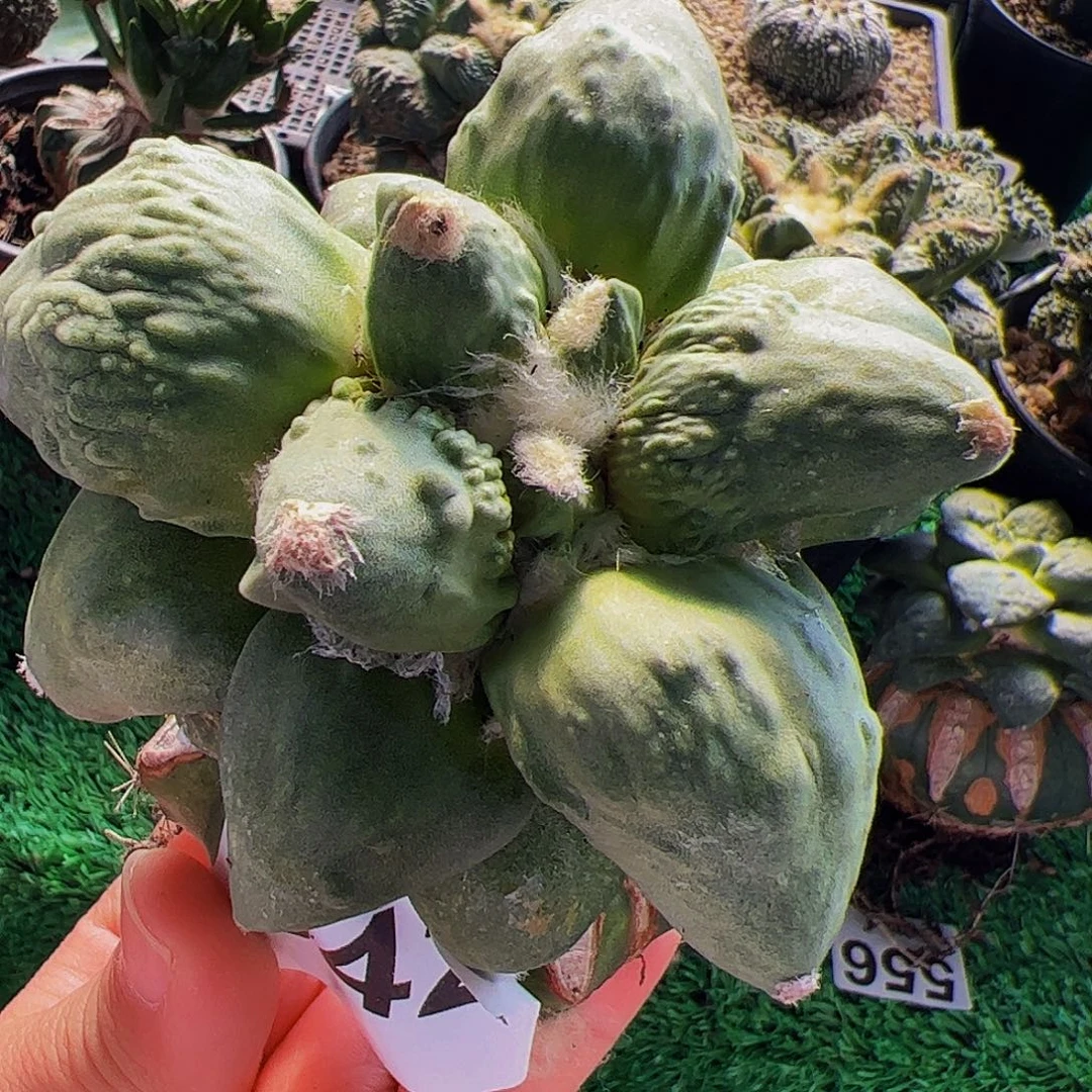 躺***儿无花朵福利怒涛牡丹942