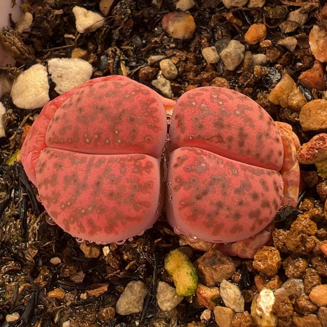 015多肉植物百科