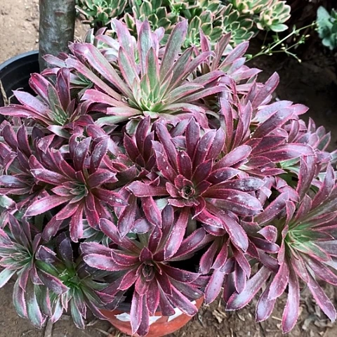 孔雀锦玫瑰玫瑰玫瑰