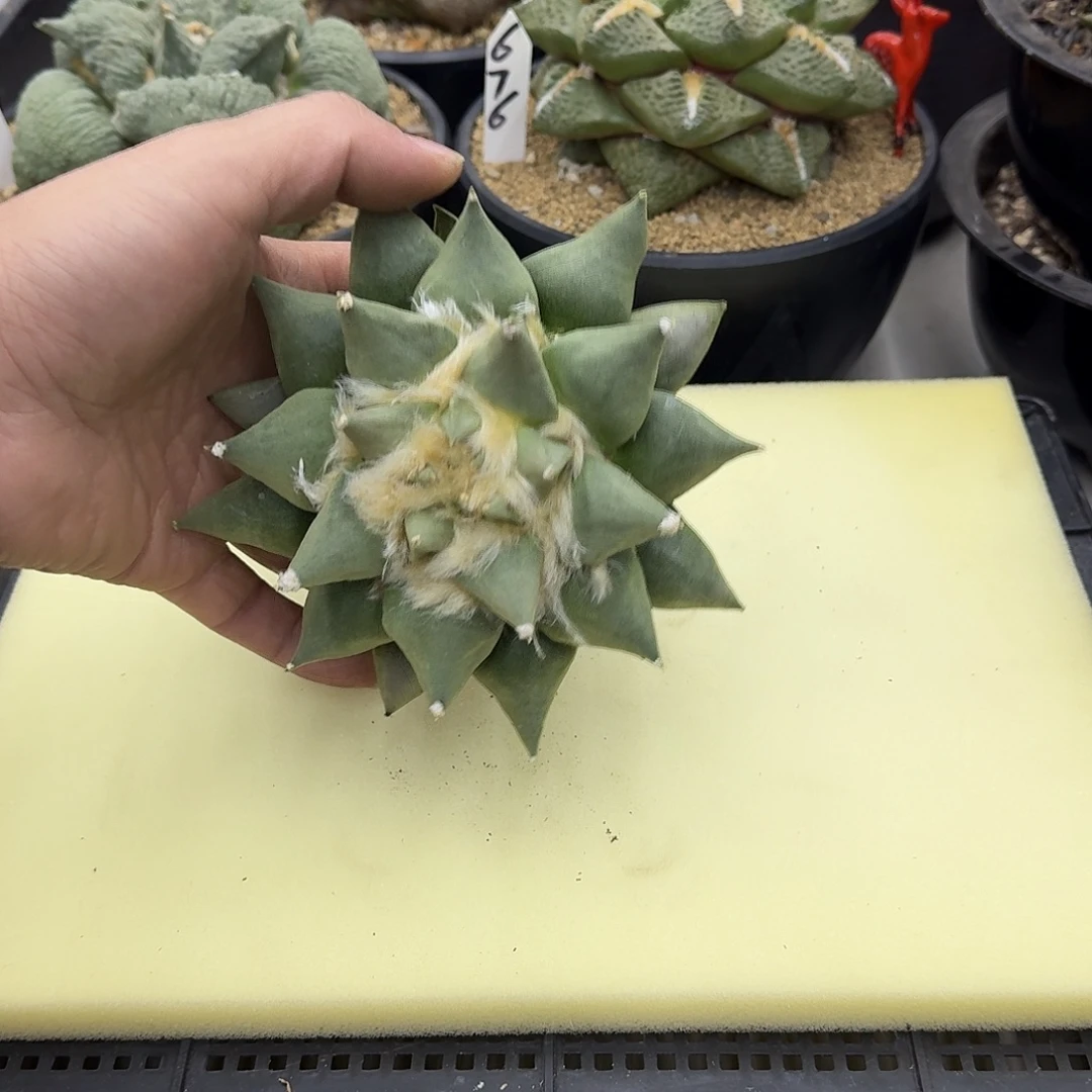 实生岩牡丹仙人球