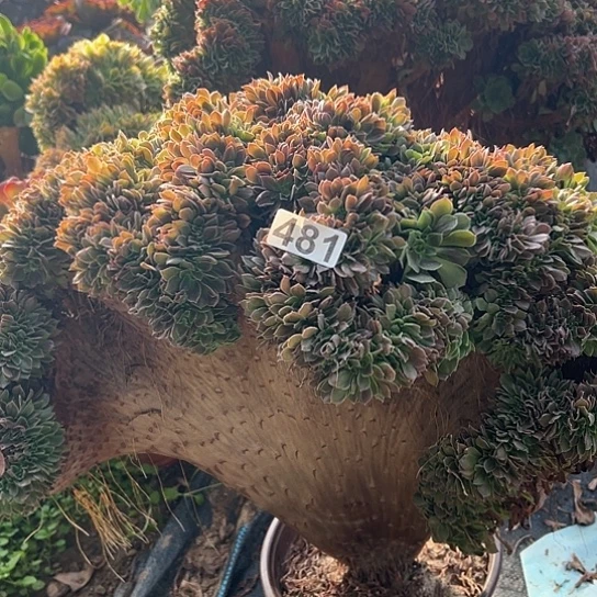 小***艾多肉植物一个玫瑰