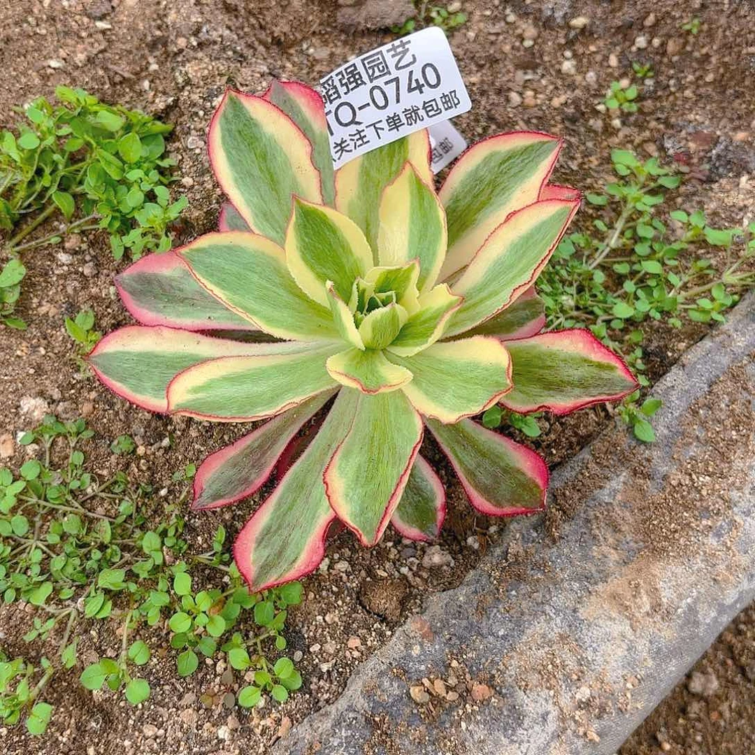 魅影的植物一号740
