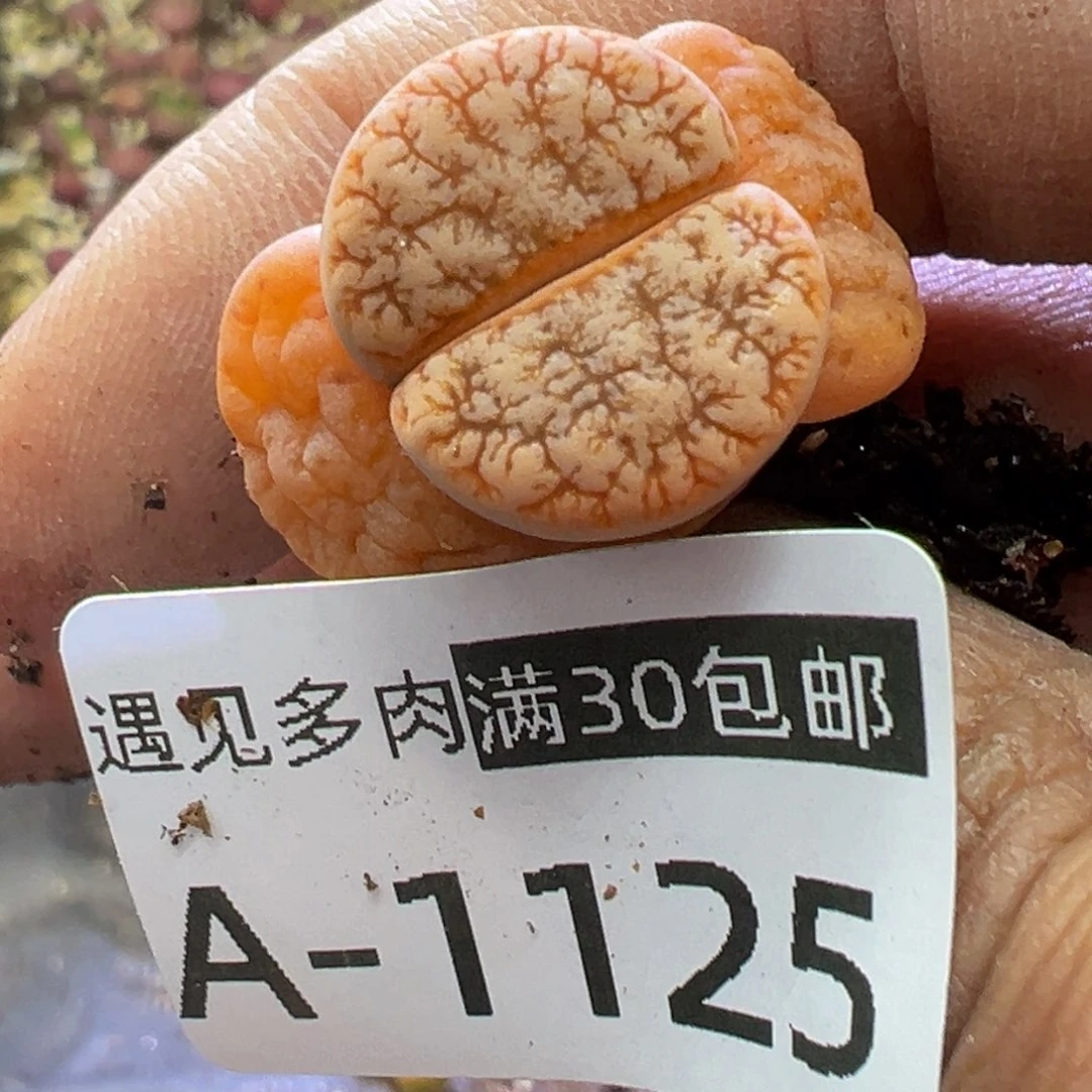 多肉植物1111111111111111