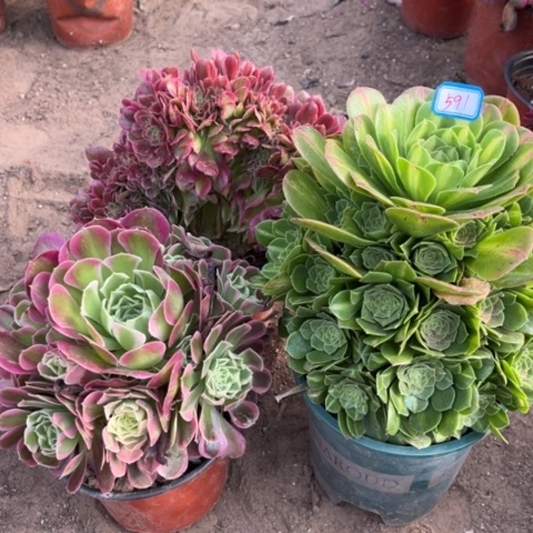 591多肉植物组合