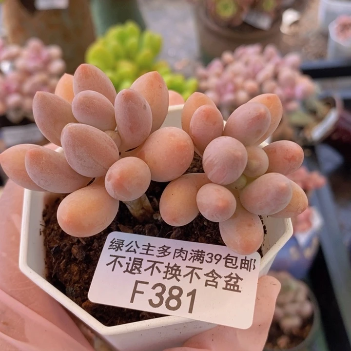 香水奶6cm381多肉植物