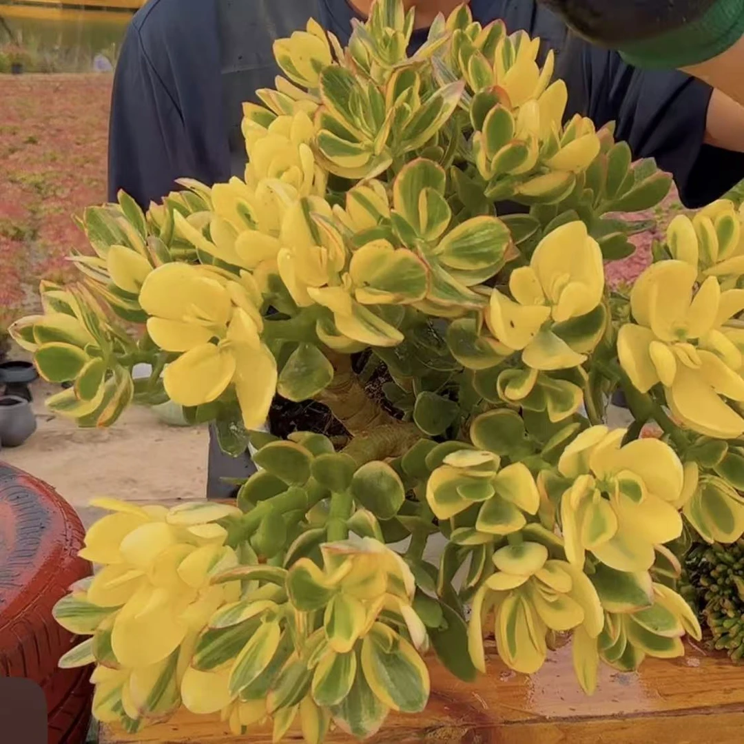 零花钱多肉   地栽新花月锦   多肉植物
