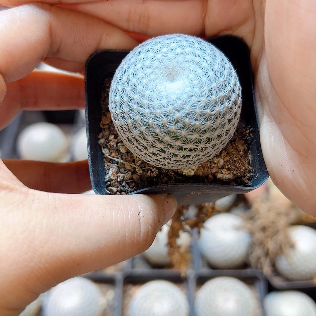 实生恋山彦3.8公分脱土