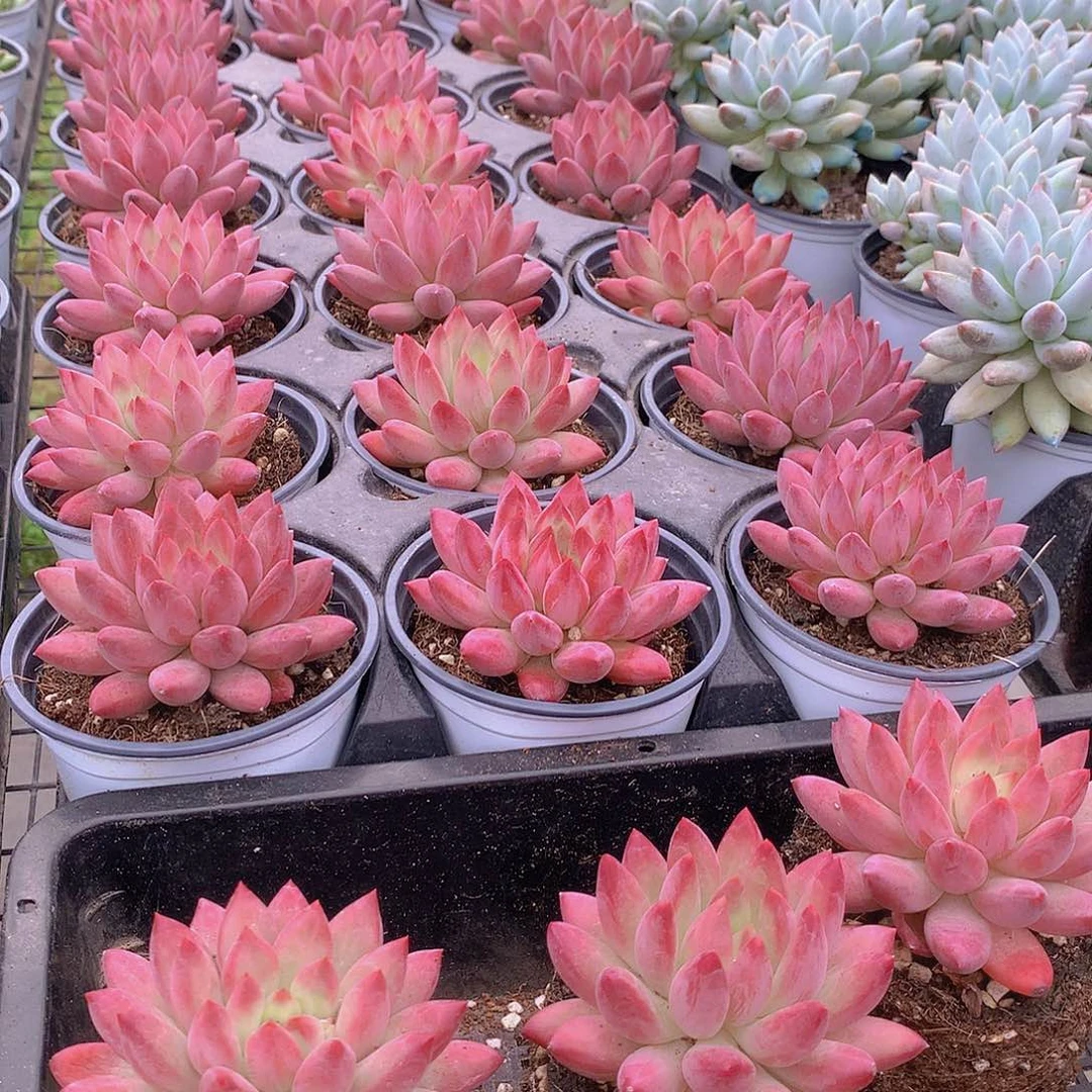 超红体虞美人3568899000