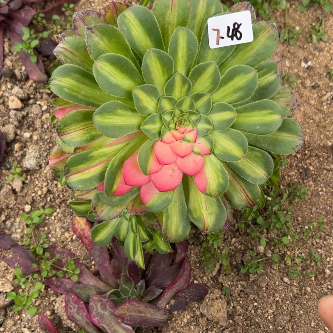 48知否多肉多肉多肉